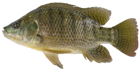 Mengenal Varietas Ikan Nila Lengkap Tafshare