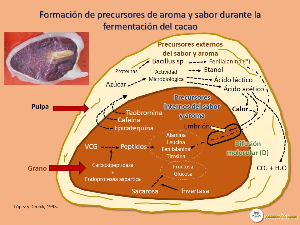 ETAPAS DE LA FERMENTACIÓN DEL CACAO FORMACIÓN DE PRECURSORES DE AROMA