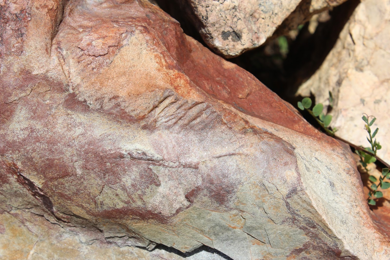 Berzocana. Geoparque de las Villuercas, Ibores y Jara (Cáceres) Fósiles en el jardín Botánico de Berzocana