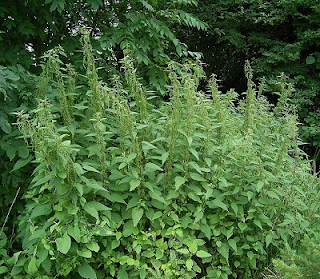 Stinging nettles is a plant used in herbal remedies that is found in your garden or in the wild.