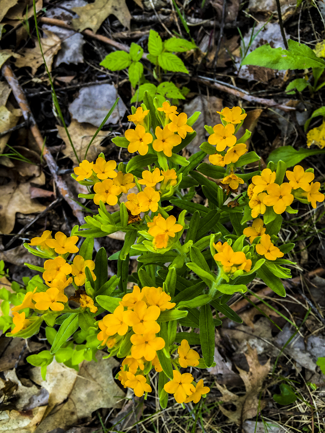 wildflowers along the trail in the Bluff Creek State Natural Area