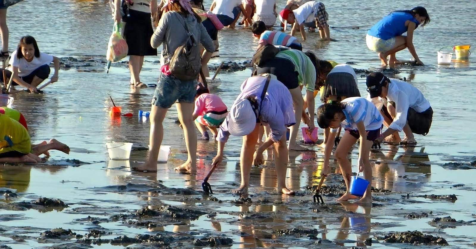 挖文蛤體驗時間確定8/1、8/16兩天|2020台南七股海鮮節8/1-9/15開跑|活動