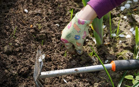 Spring tree care and maintenance weed removal