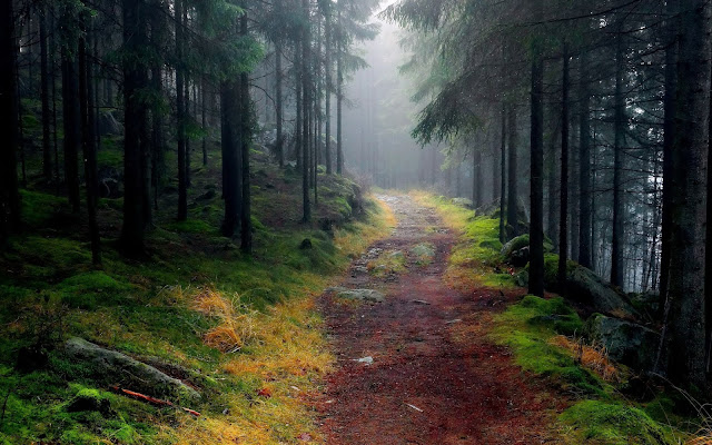 NATURE BACKGROUND | FOR PHOTOSHOP EDITING| IN HD