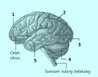 Soal Sistem Koordinasi Pada Manusia Kls 11 Sma Disertai Gambar