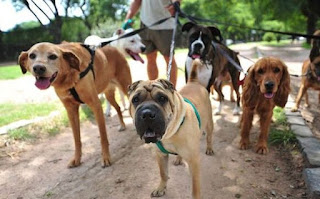 कुत्ते की जानकारी ▷ some facts about dog in hindi कुत्ते की जानकारी ▷ some facts about dog in hindi