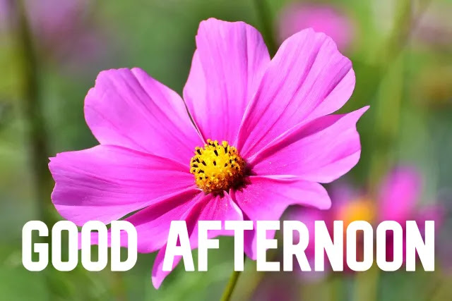 Good Afternoon Image HD Good Afternoon Image HD