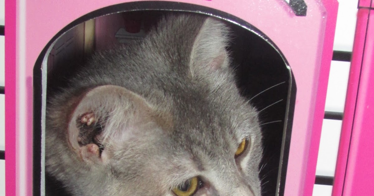 Heck Of A Bunch My Purina Cat Chow Perks