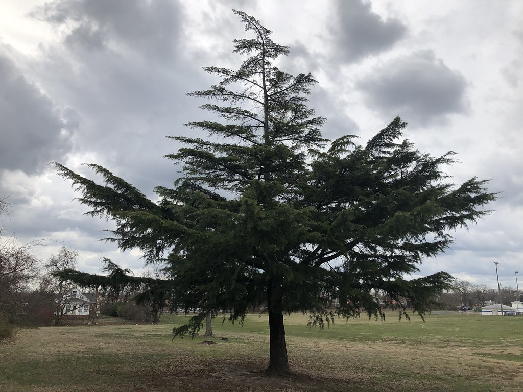 Cedrus libani Cedar of Lebanon care and cultivation Travaldo's blog