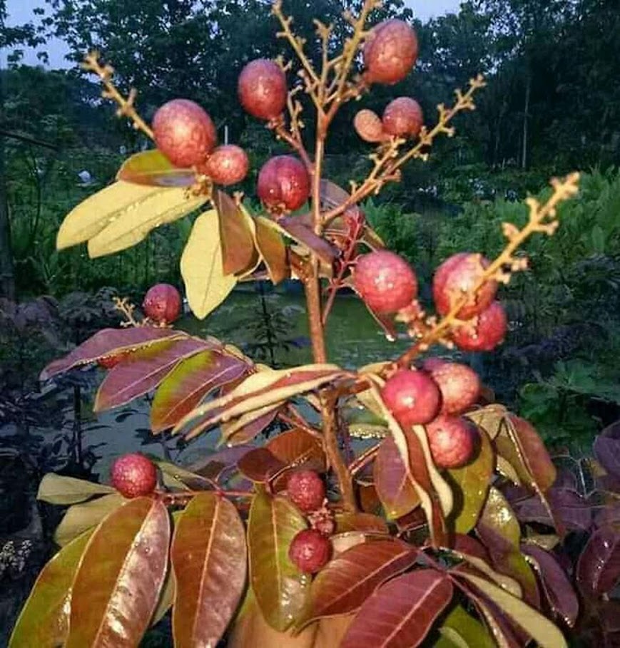 bibit lengkeng merah pohon kelengkeng merah benih kelengkeng merah benih pohon bibit tanaman buahan Lubuklinggau