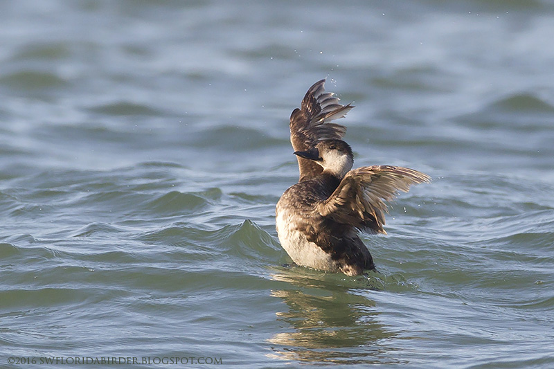 Little Estero Lagoon Spring Nesting Focusing on Wildlife