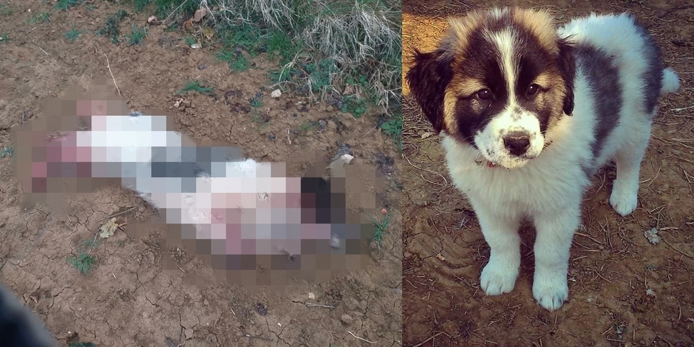 Σουφλί: Έπνιξαν και κρέμασαν τον σκύλο στελέχους του δήμου τη μέρα της πρόσληψής του
