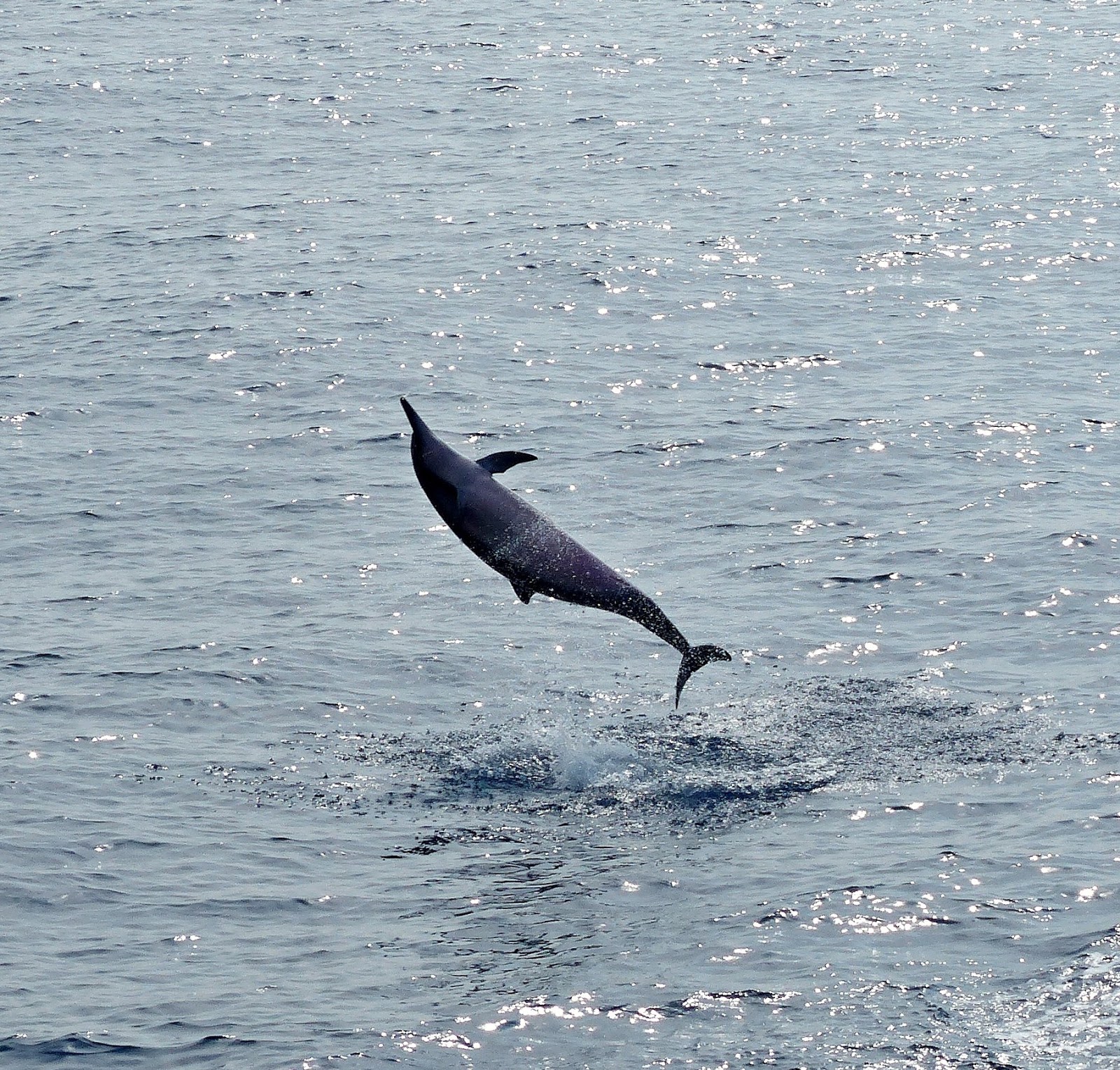Buzz's Marine Life of Puget Sound