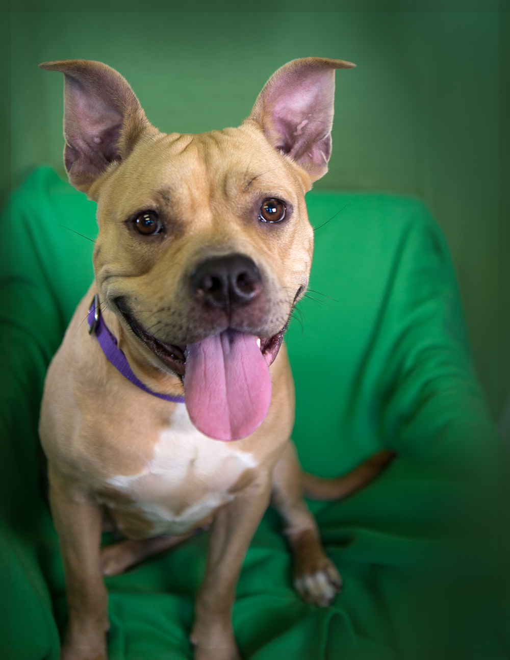 Shelter Dogs of Portland "PEACHES" affectionate Pitbull