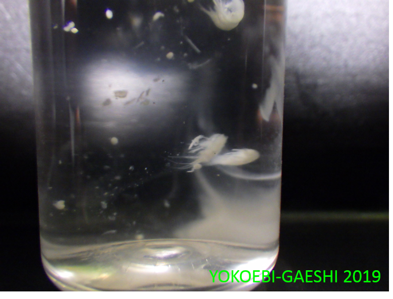 ホルマリン漬け 液体標本