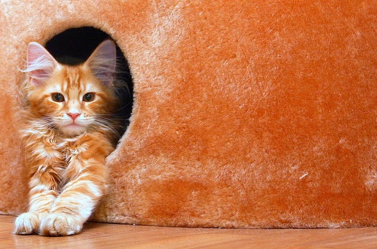 Resultado de imagem para gatos