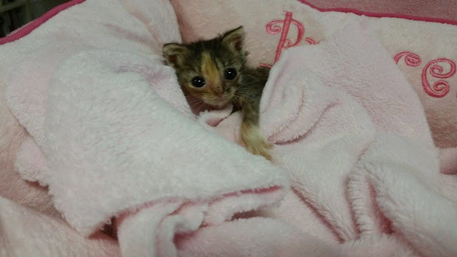 2-Day-Old Micro Kitten Was Found Locked In A Cold Cage Waiting To Die