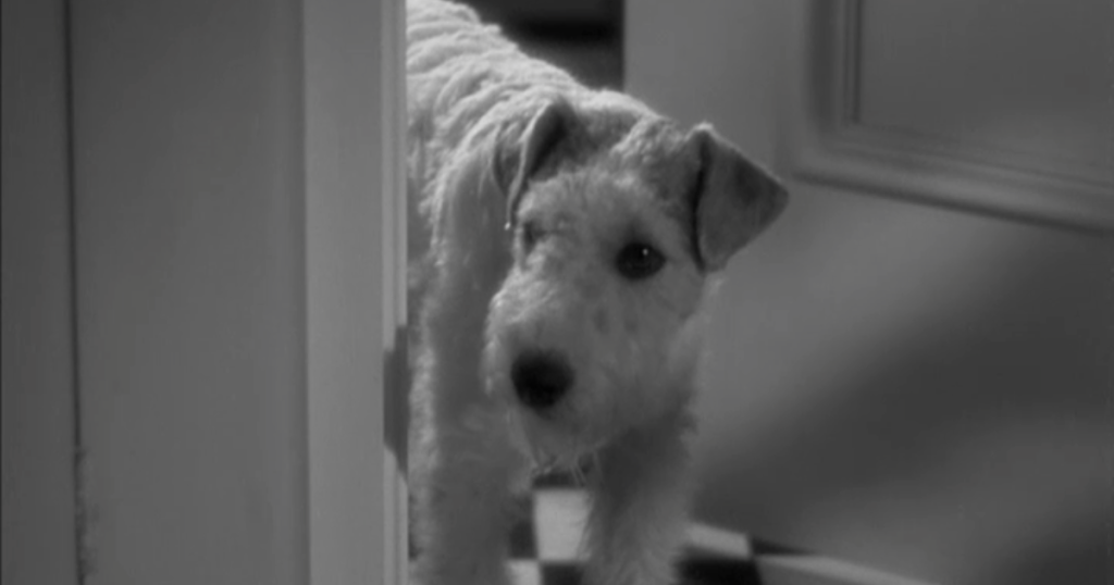 View from the Birdhouse Dear Abby Favorite Dog Movies Asta from The Thin Man