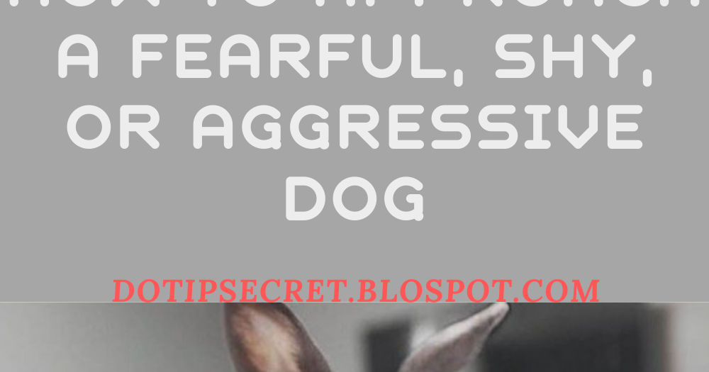 How to Approach a Fearful, Shy, or Aggressive Dog Dog Tips Secret