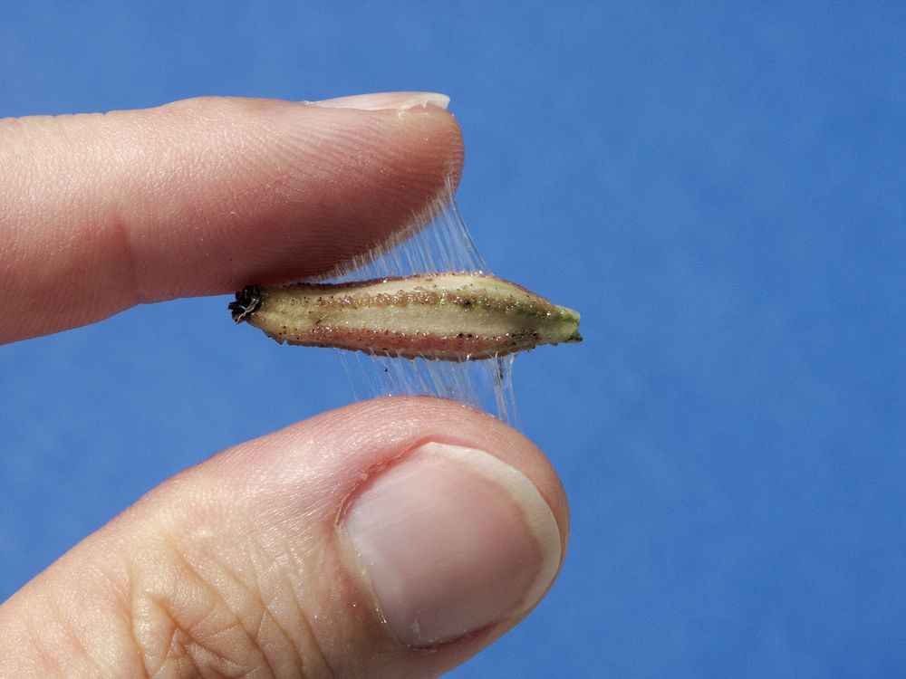 Seeds of the Pisonia tree are covered by a sticky resinSeeds of the Pisonia tree are covered by a sticky resin