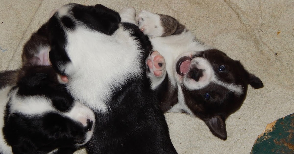 Big Ears Kennel More Puppy Playtime