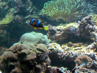 National Aquarium PhotoJournal (From the High School Lesson Book) on Homeschool Coffee Break @ kympossibleblog.blogspot.com