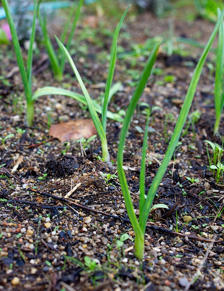 Rurification Robin Edmundson Garlic Shoots