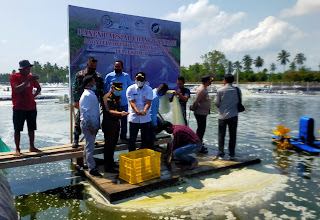 Udang Vaname di Tambak Klaster Aceh Timur Diburu Pebisnis Maret 10, 2021