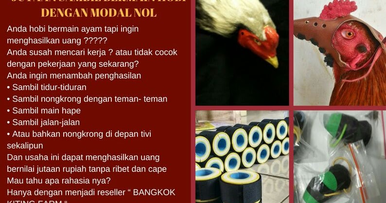 PELUANG USAHA DAN KERJA SAMA ~ MENJUAL AKSESORIS AYAM LAGA /AYAM ADUAN