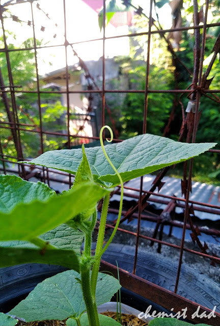 cucumber, how to grow cucumber, tips on urban gardening, urban gardening, urban planting, 