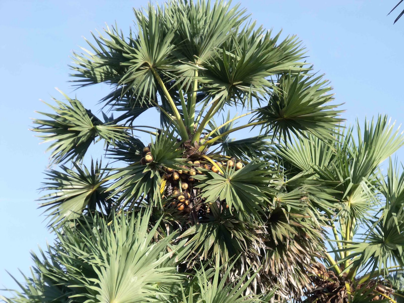 philipveerasingam 'Male' and 'Female' Palmyra trees.