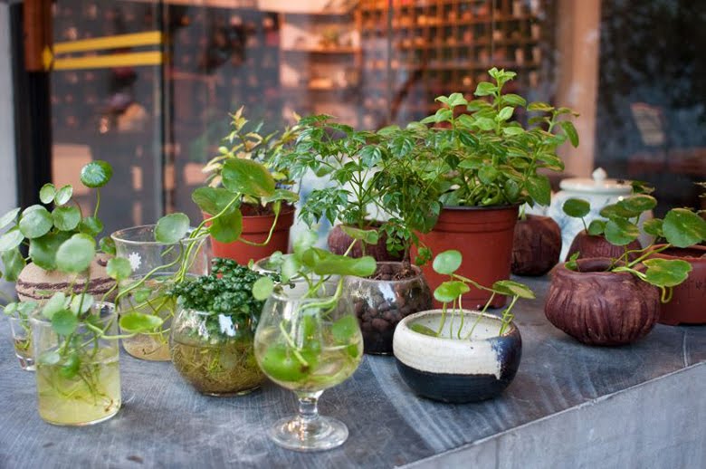 8 plantas de interior para cultivar en agua 🍃🌻8 indoor plants to grow Inspiración: plantas en agua | Plantas