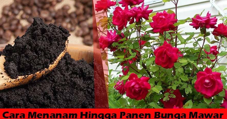 Cara Berkebun Bunga Mawar Agar Berbunga Lebat