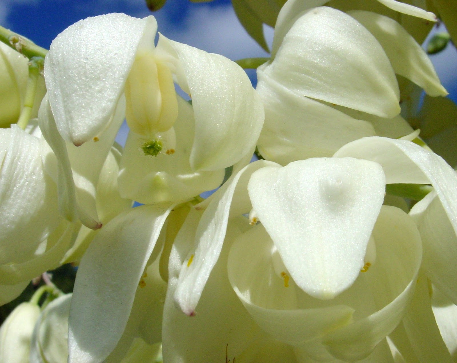WHAT IS A YUCCA PLANT? The Garden of Eaden