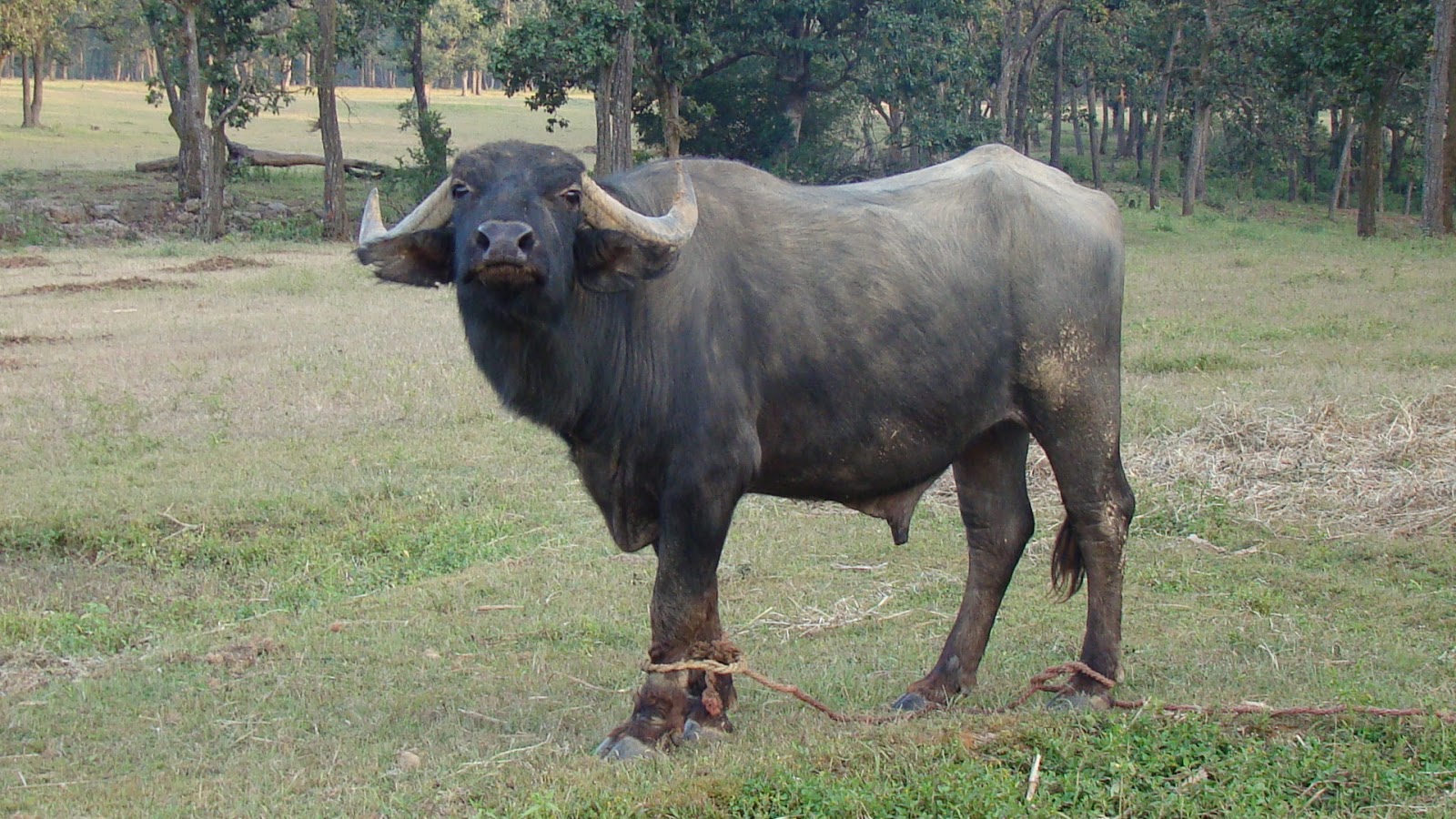 Buffalo BreedsMaking Vet