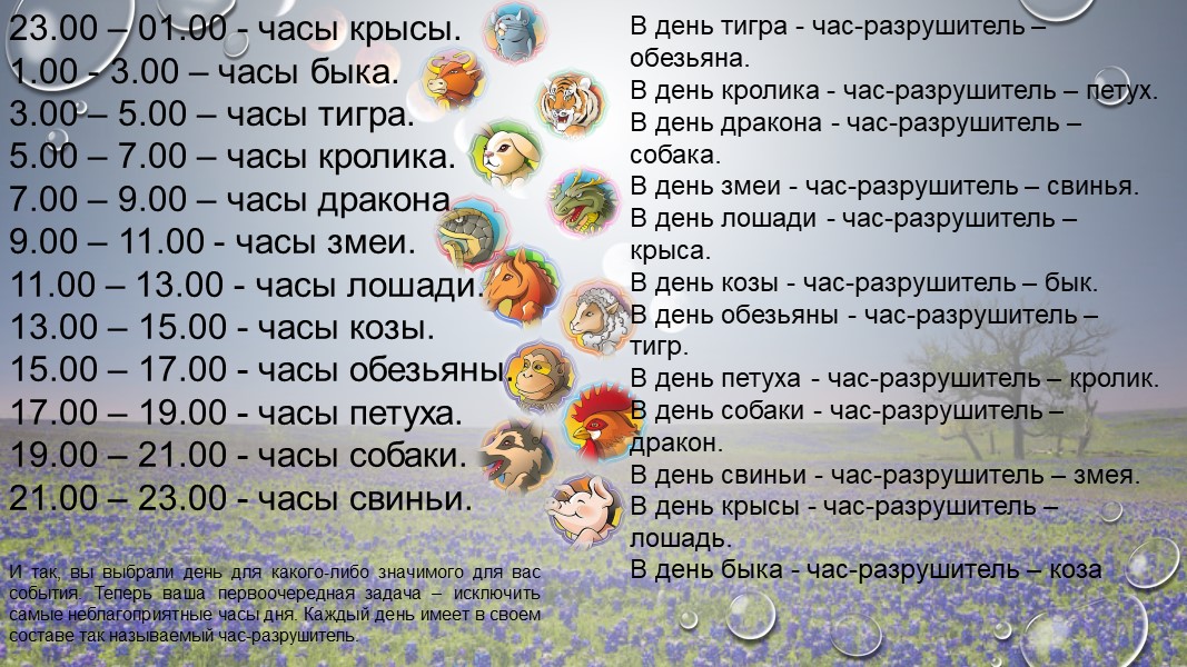 Режим дня собаки: график выгула и правила прогулок с питомцем