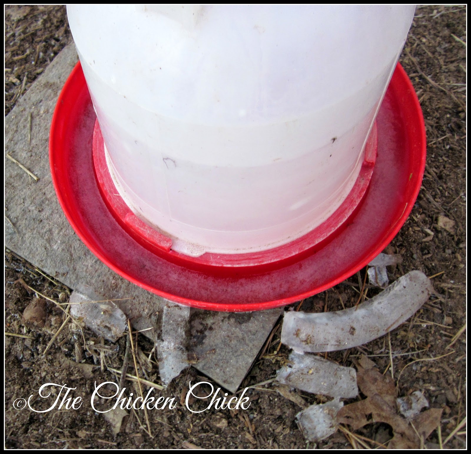 Chickens fare much better in cold temperatures than in hot weather due to their unique physiology and ability to regulate their body temperatures, but they still need our help to create the ideal environment in which to survive winter. Chickens fare much better in cold temperatures than in hot weather due to their unique physiology and ability to regulate their body temperatures, but they still need our help to create the ideal environment in which to survive winter.