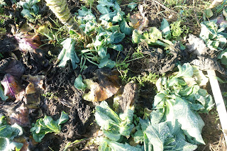 [케어팜 소개4] 다재다능한 케어팜 '드 후페(De Huppe)' 농장 (5편)