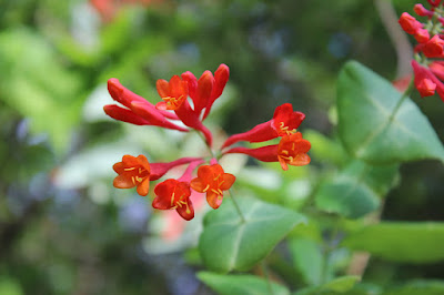 red trumpet honeysuckle blooms