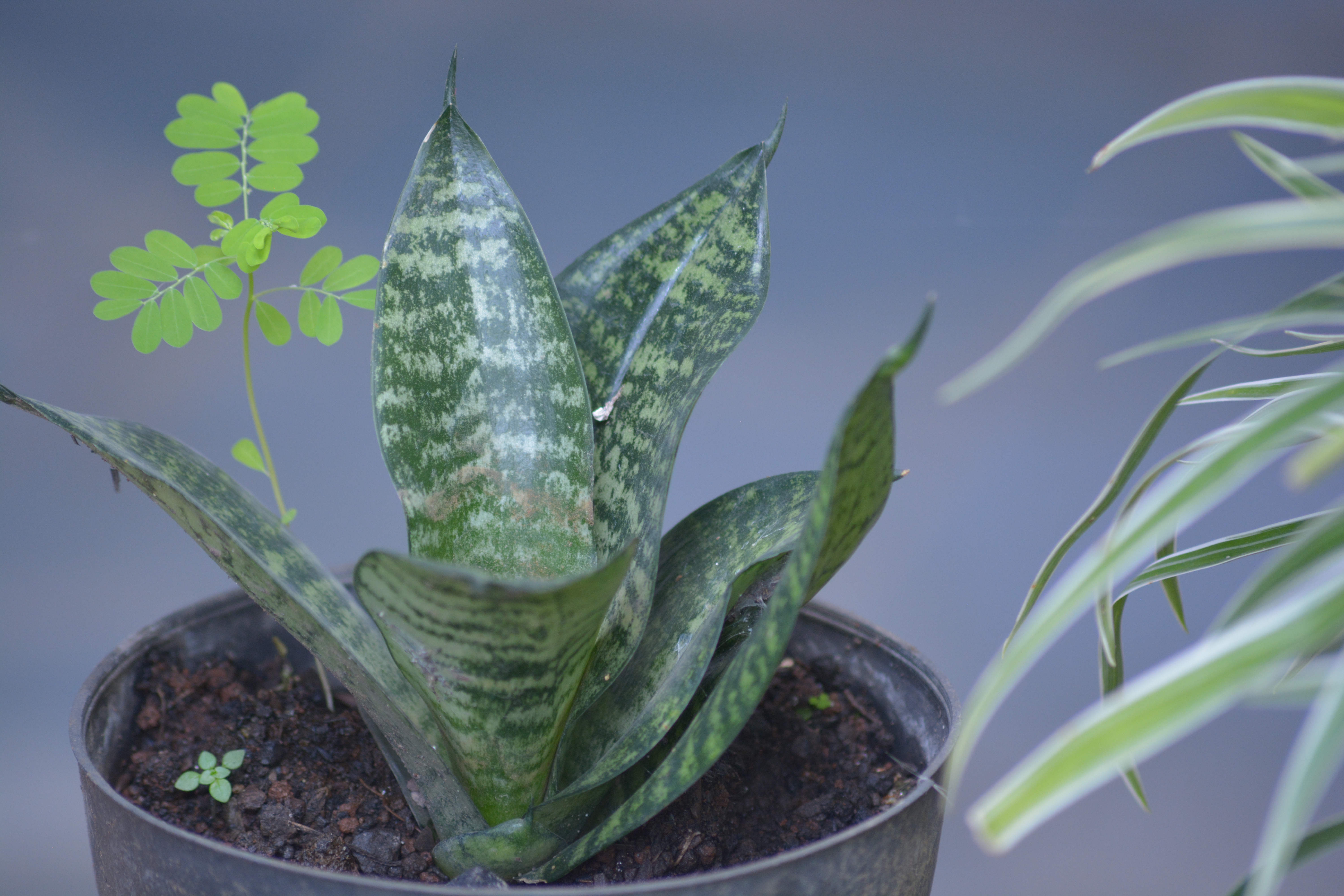 Sansevieria Lidah Mertua Tanaman Hias Daun Penyerap Polusi Yang Berdaun Indah Planter And Forester
