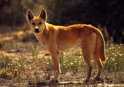 Training Dingo Dog