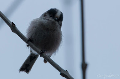 Mallerenga cuallarga (Aegithalos caudatus)