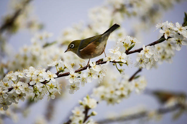bird in blossoms