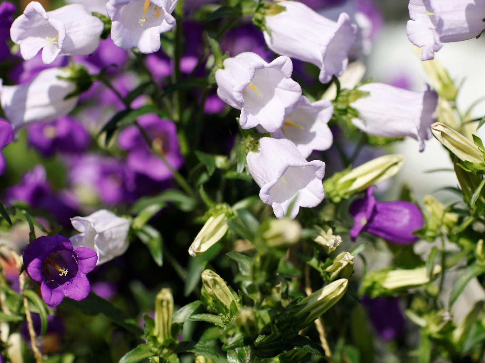 Angie S Garden Diaries August 2014