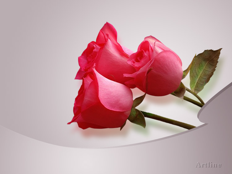 Awesome Lovely Pink Roses Background Artline Feel The Creation!