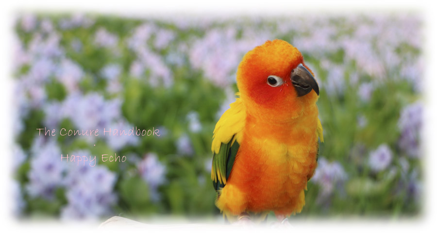 太陽鸚鵡飼養手冊 The Conure Handbook