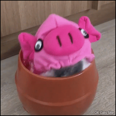 Cute Cat GIF • Crazy cat girl strikes again! Super cute kitty in her basket wearing a pink pig hat