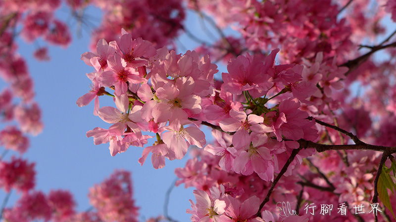 【遊。台中新社】春遊賞櫻趣~粉嫩富士櫻盛開。感受浪漫櫻花雨 【遊。台中新社】春遊賞櫻趣~粉嫩富士櫻盛開。感受浪漫櫻花雨