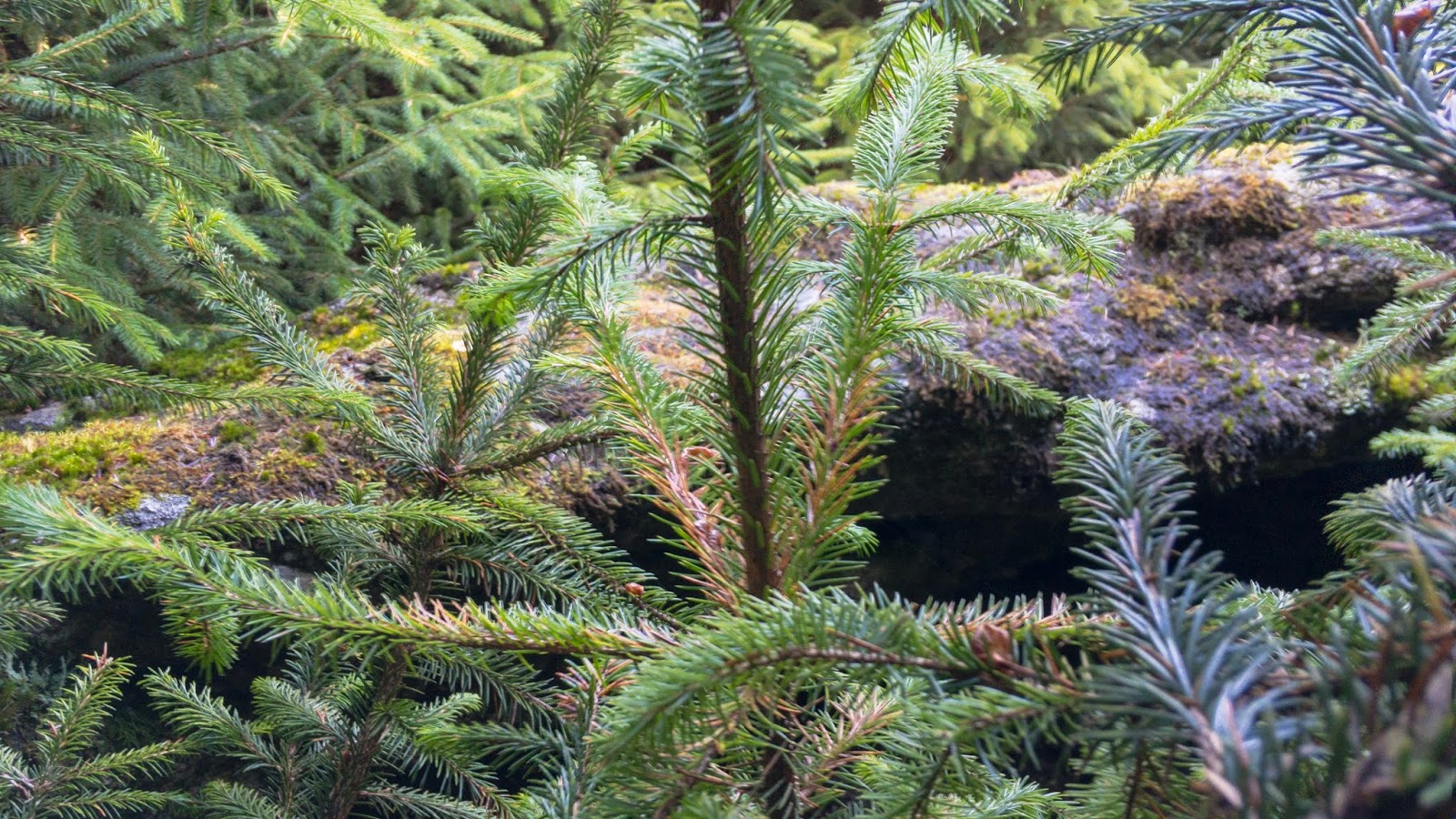 Max Piper Tor Bagger Dartmoor Finding the elusive Lowton Borough Rocks