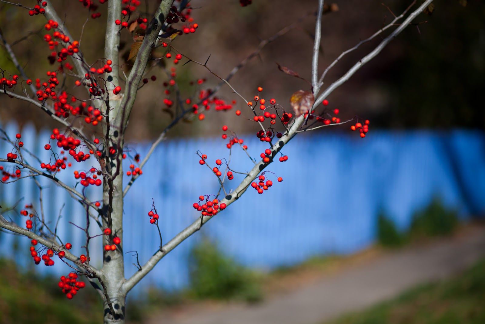 Lincoln's Domain Berry trees